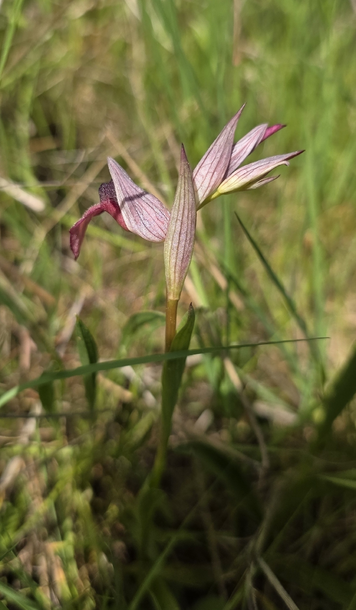 Tongue-Orchid (Serapias lingua)
