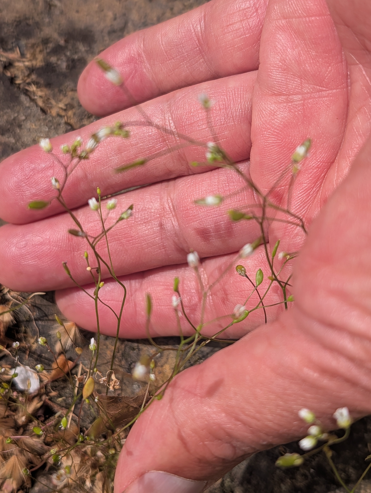 Spring Draba (Draba verna)