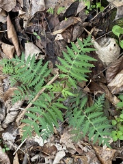 Polymnia laevigata