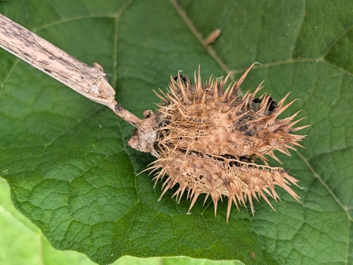jimsonweed (Datura stramonium)