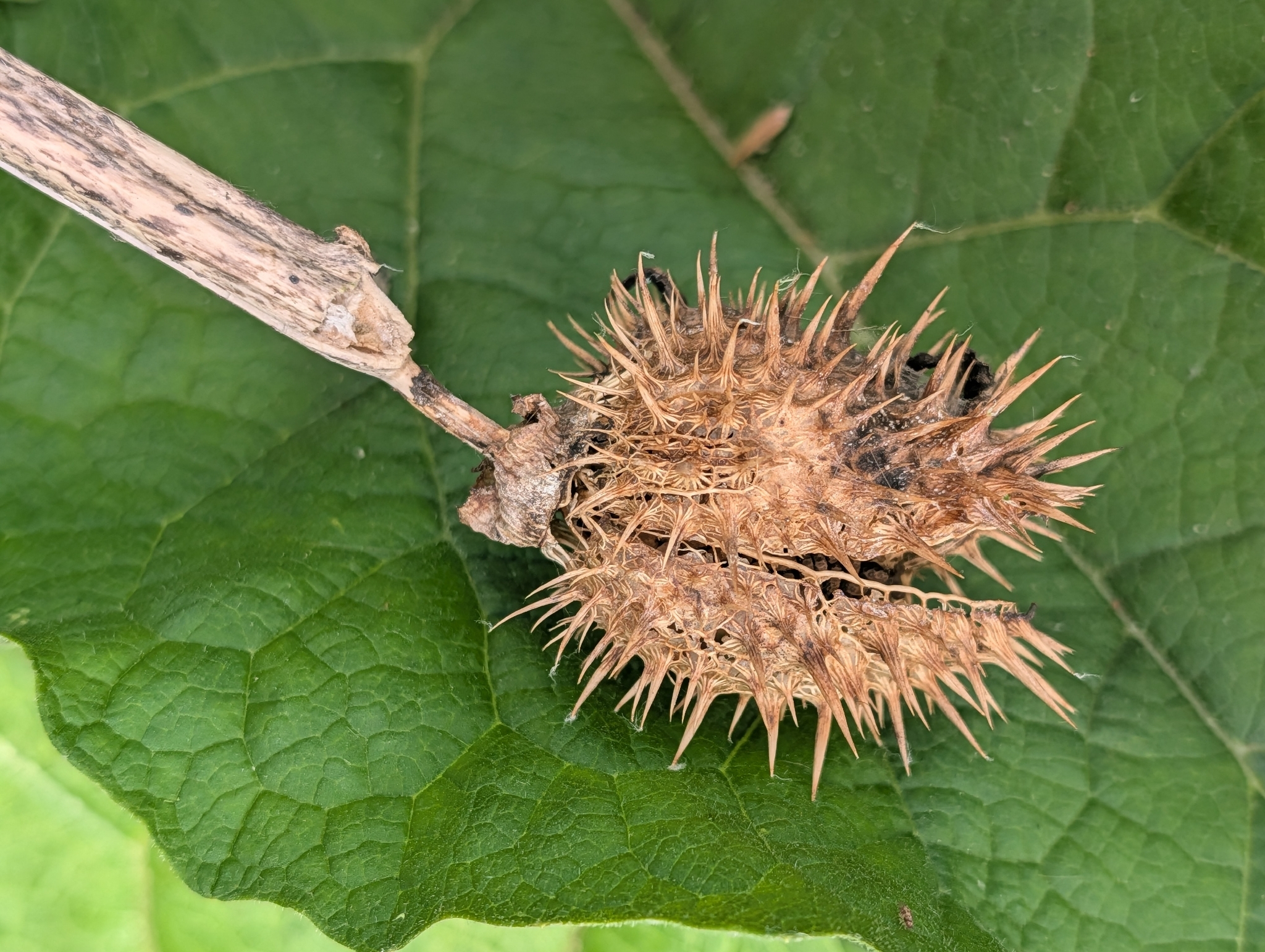 Jimsonweed (Datura stramonium)