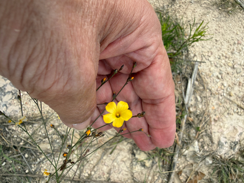 Rock Flax (Linum rupestre)