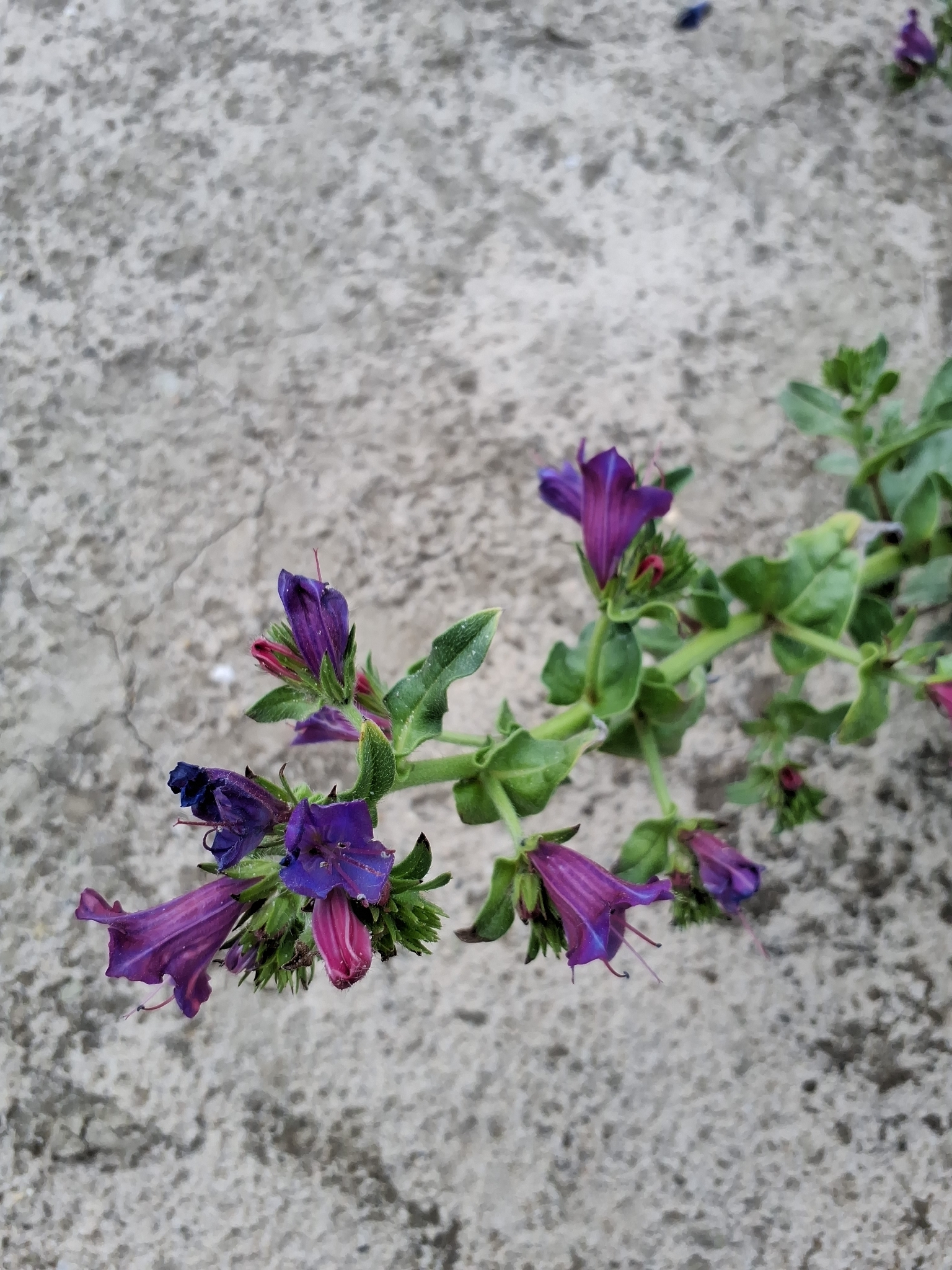 Purple Viper's-Bugloss (Echium plantagineum)