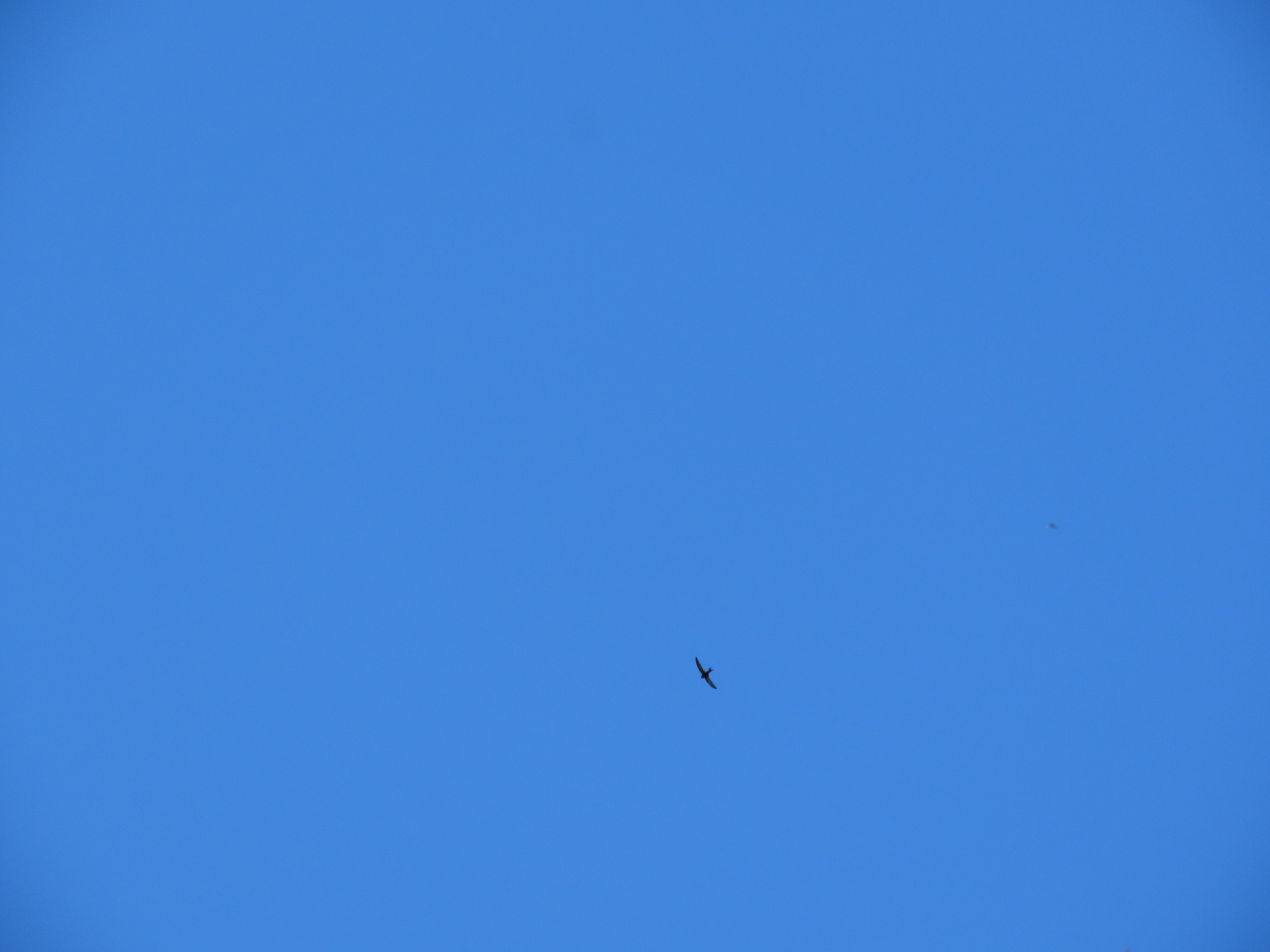 Apus apus (Linnaeus, 1758)