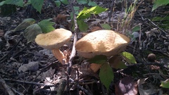 Leccinellum rugosiceps