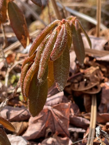 Bog Labrador Tea (Rhododendron groenlandicum)