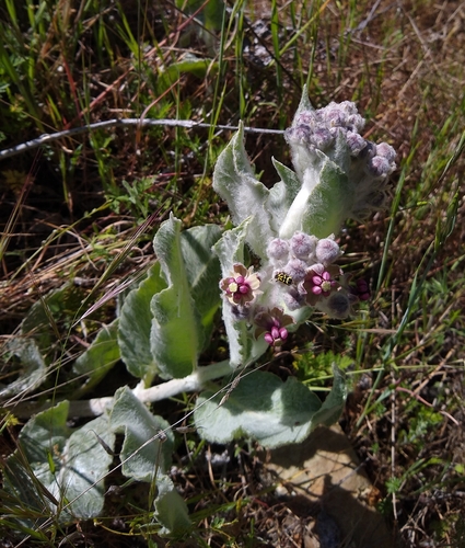 California milkweed (Asclepias californica)