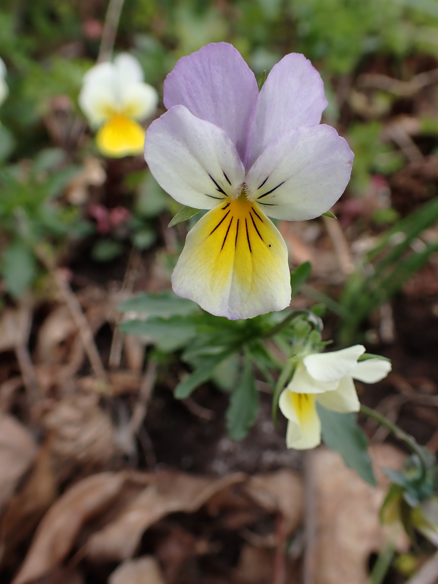 Wild Pansy (Viola tricolor)