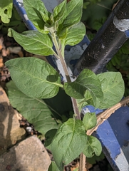 La Douce-amère (Solanum dulcamara)