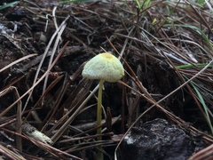 Leucocoprinus straminellus