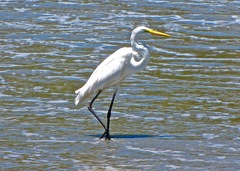 Ardea alba