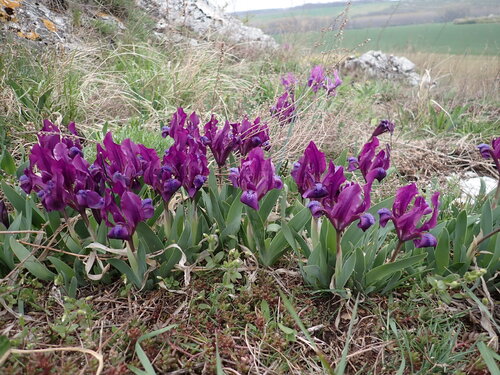 Dwarf Iris (Iris pumila)