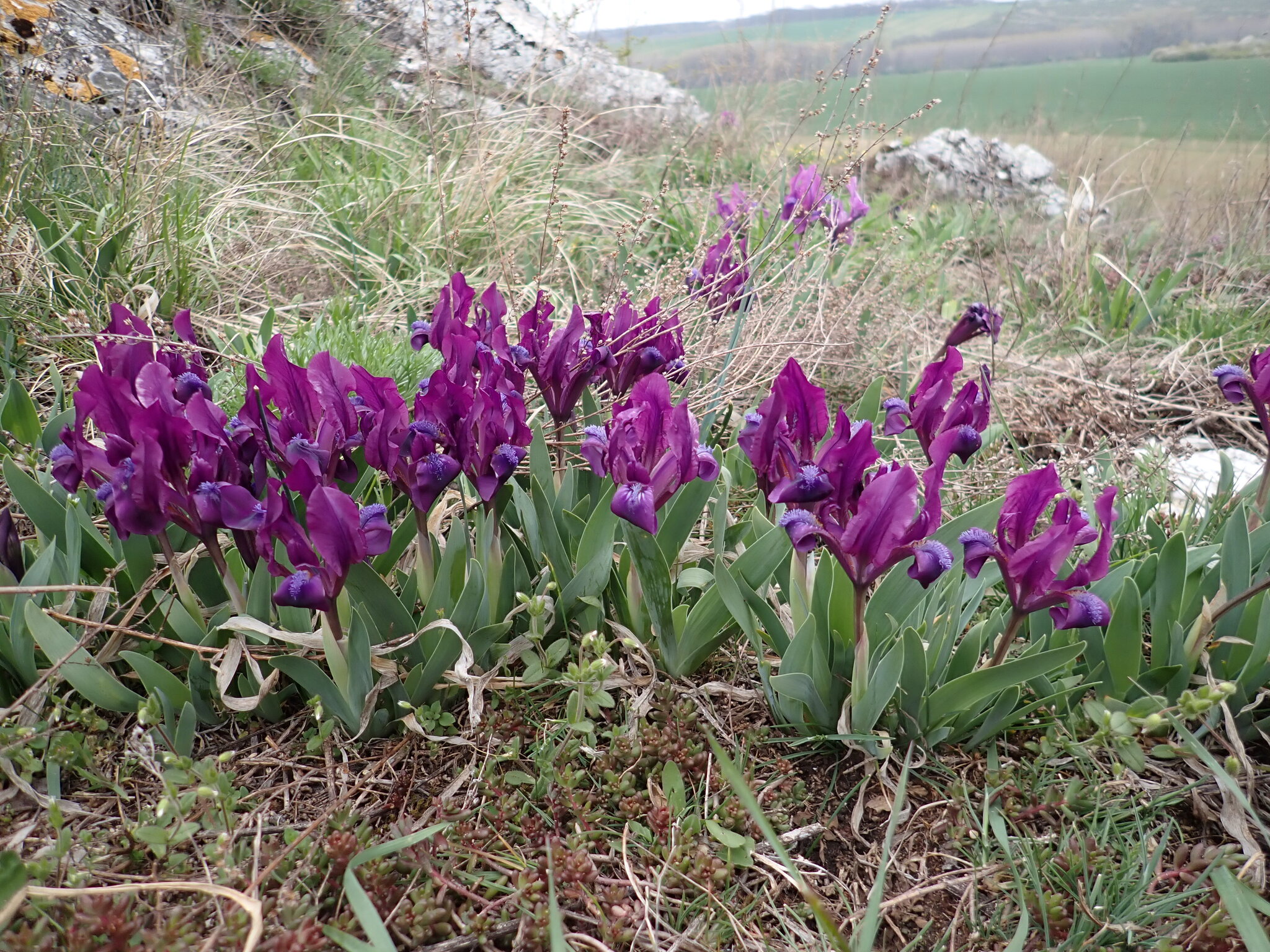 Dwarf Iris (Iris pumila)