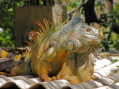Iguana iguana