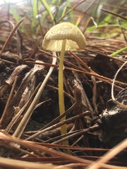 Leucocoprinus straminellus