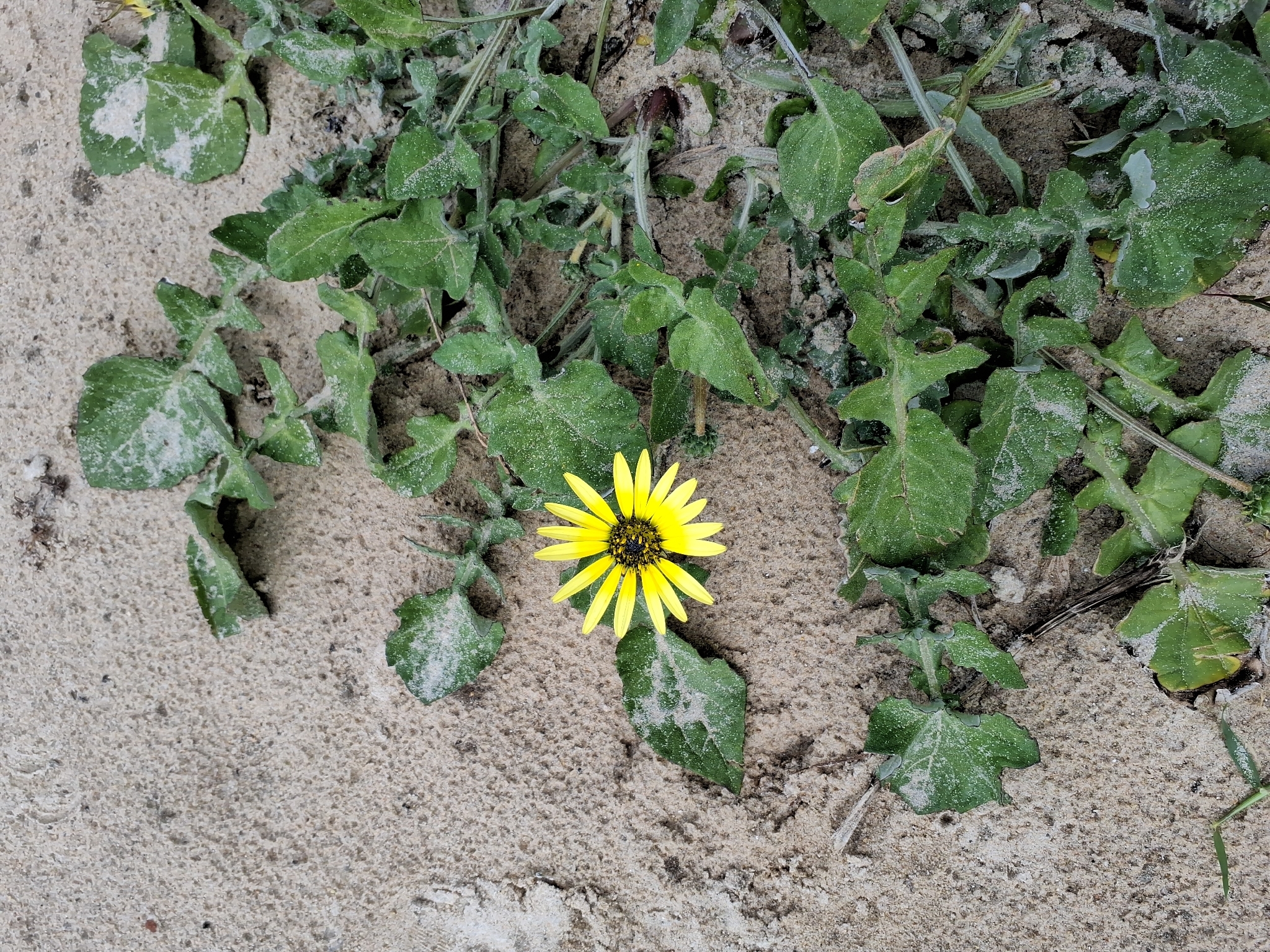 Capeweed (Arctotheca calendula)