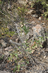 Lespedeza daurica