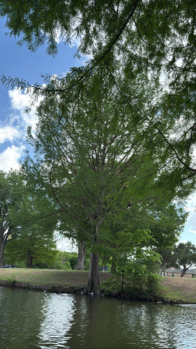 baldcypress (Taxodium distichum)