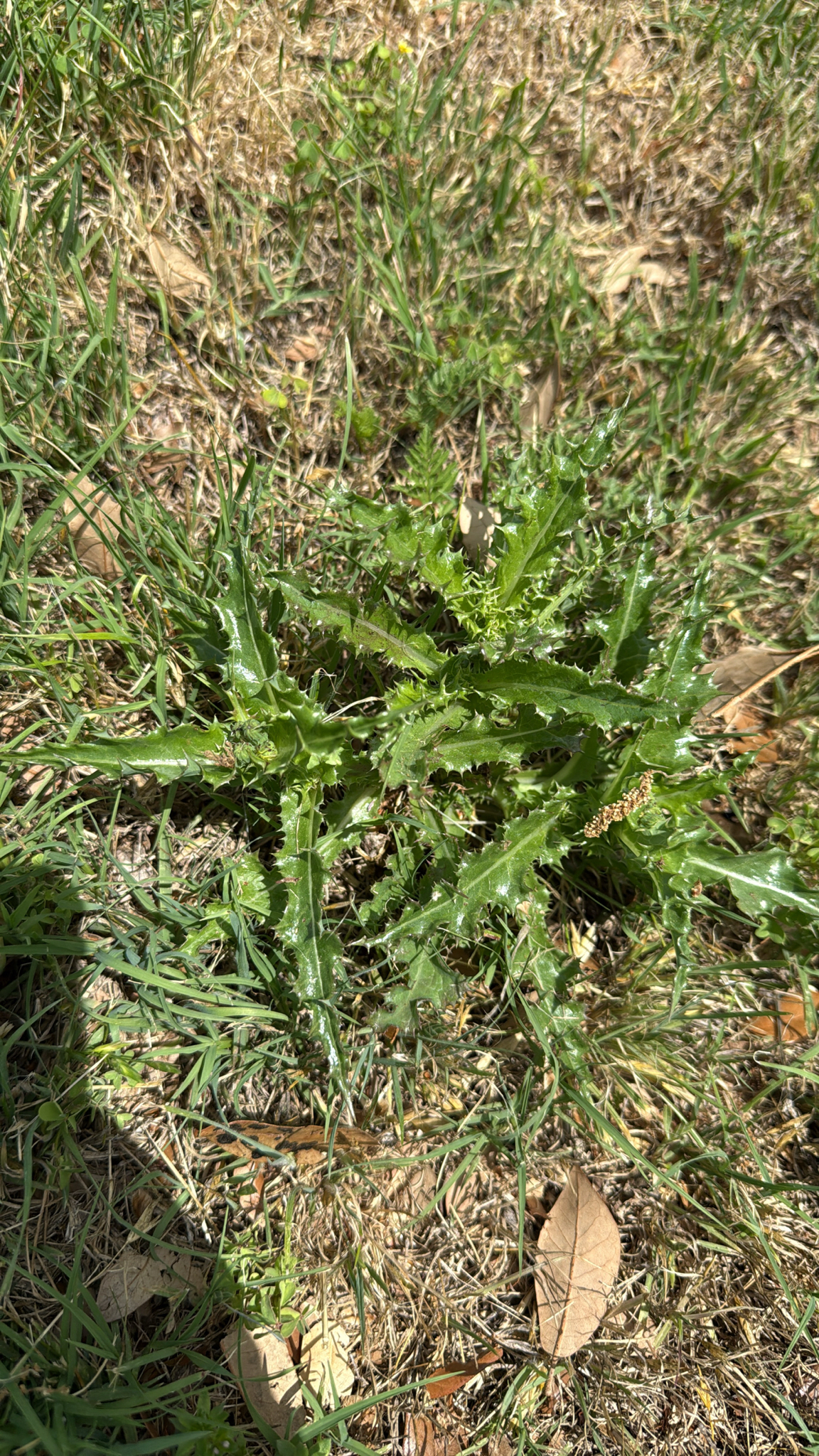 Prickly Sowthistle (Sonchus asper)