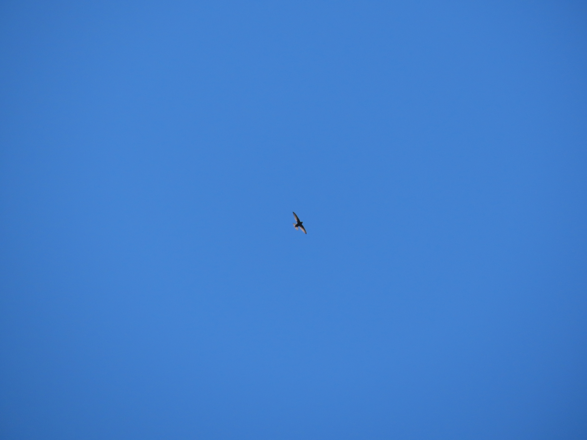 Apus apus (Linnaeus, 1758)