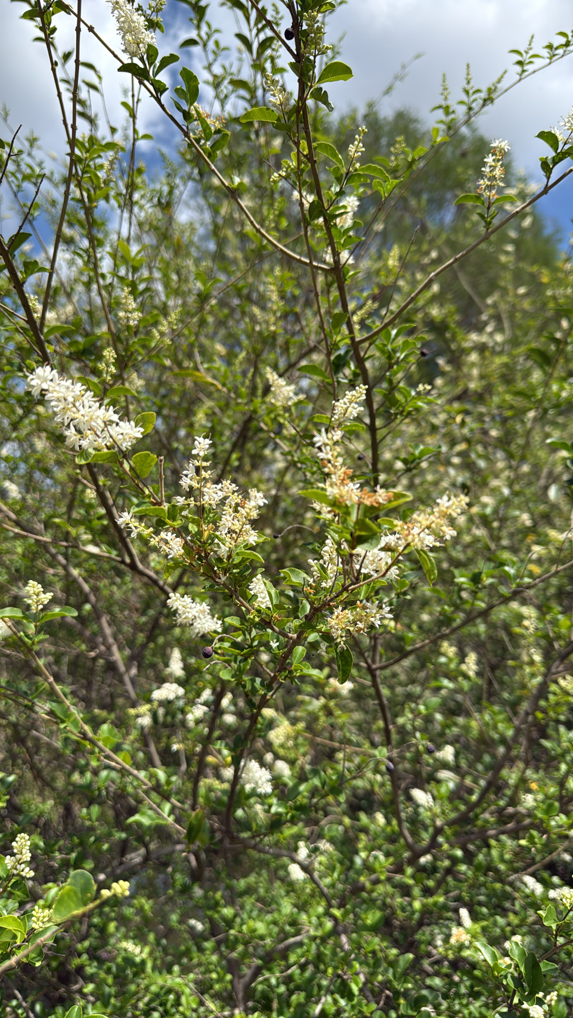 Chinese Privet (Ligustrum sinense)