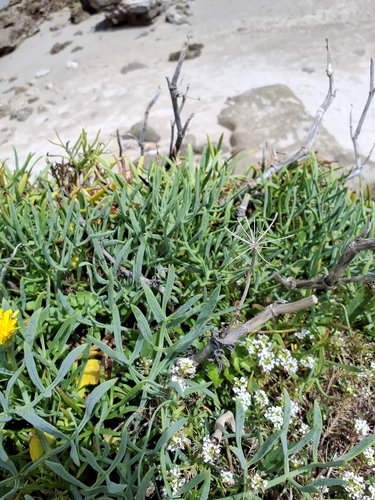 rock samphire (Crithmum maritimum)