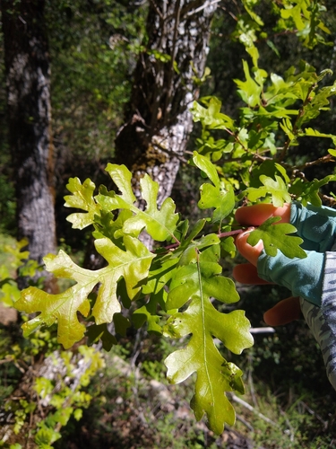 valley oak (Quercus lobata)