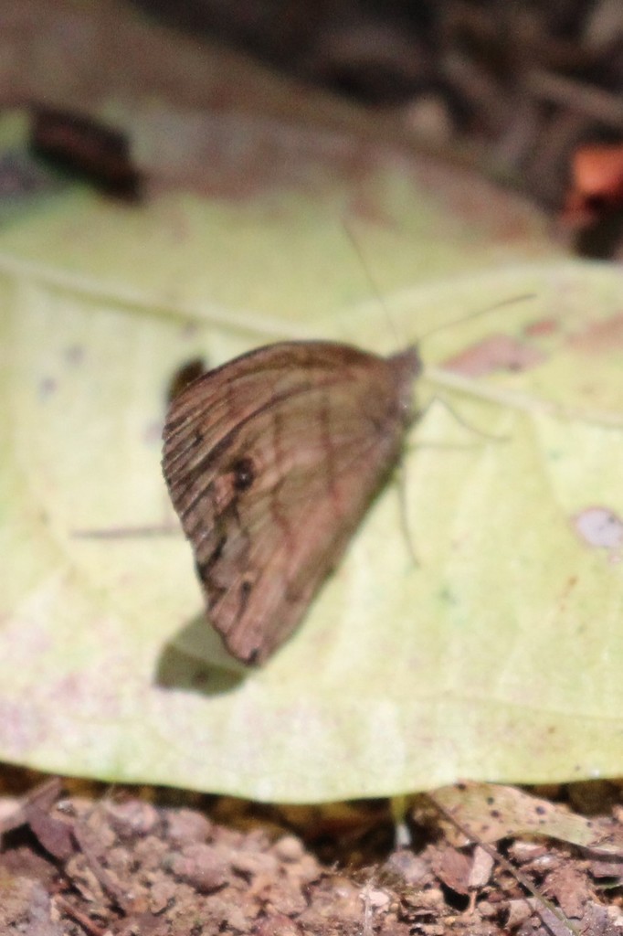 Hermeuptychia harmonia