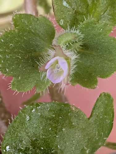 False Ivy-Leaved Speedwell (Veronica sublobata)