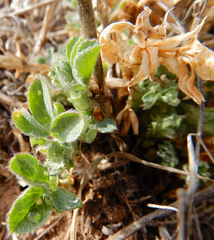 Medicago sativa