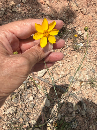 Slender Greenthread (Thelesperma simplicifolium)