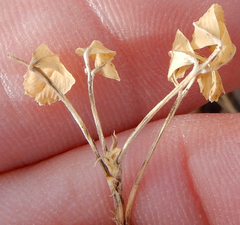 Medicago sativa