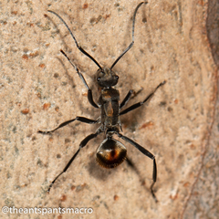 Polyrhachis brisbanensis