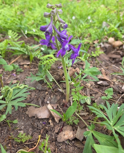 dwarf larkspur (Delphinium tricorne)