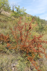 Ribes diacanthum