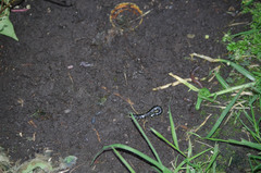 Otostigmus silvestrii