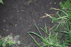 Otostigmus silvestrii