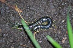 Otostigmus silvestrii
