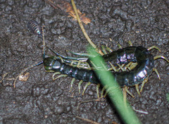 Otostigmus silvestrii