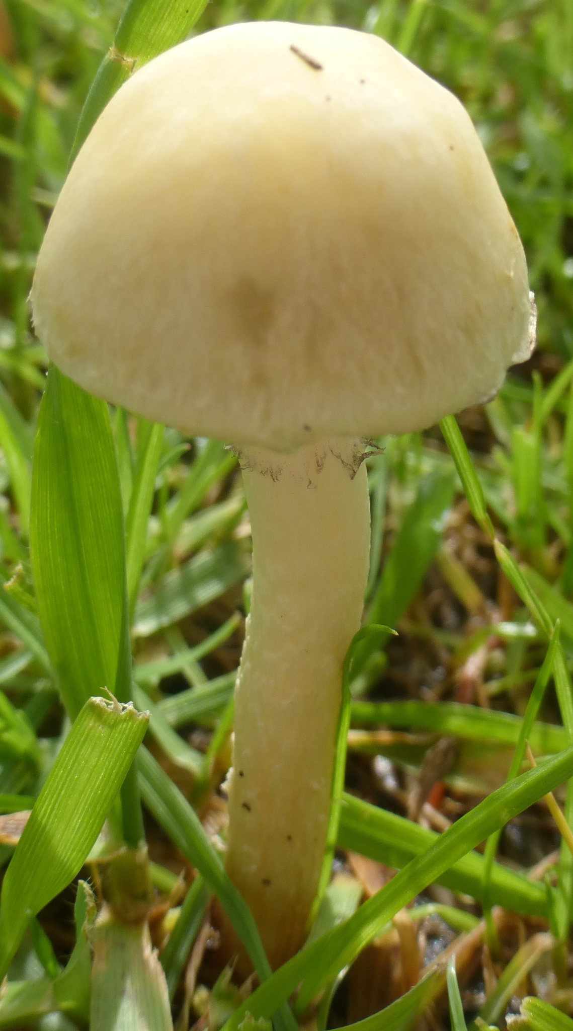 Leratiomyces percevalii image