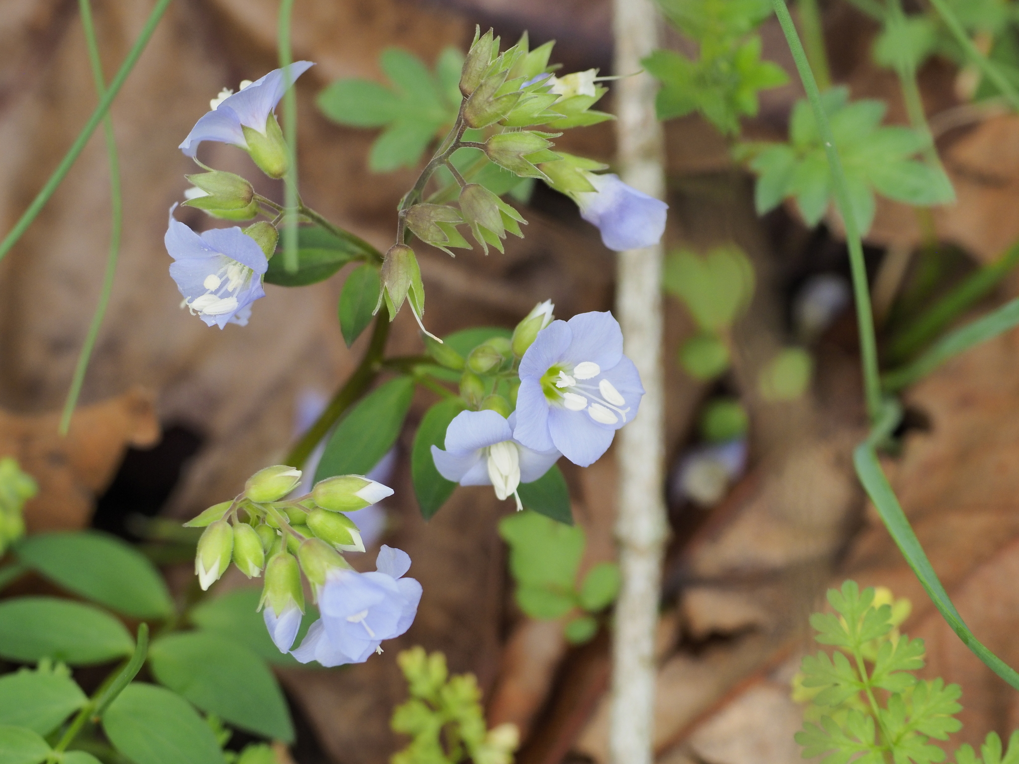 Greek Valerian (Polemonium reptans)