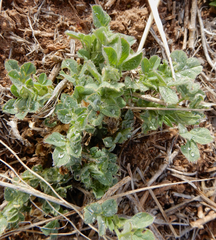 Medicago sativa