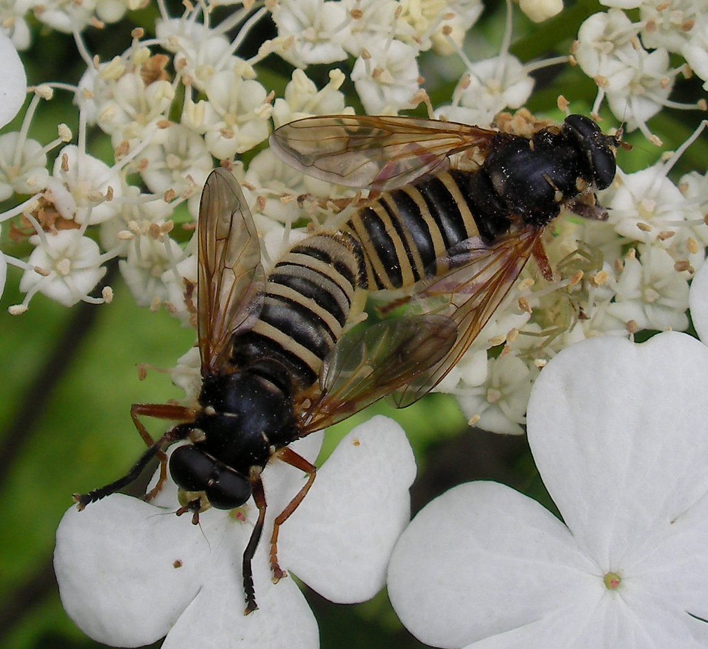 Temnostoma apiforme