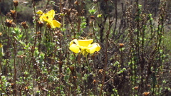 Balbisia peduncularis