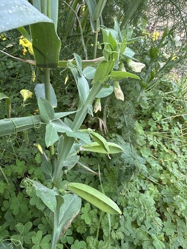 Winged Vetchling (Lathyrus ochrus)