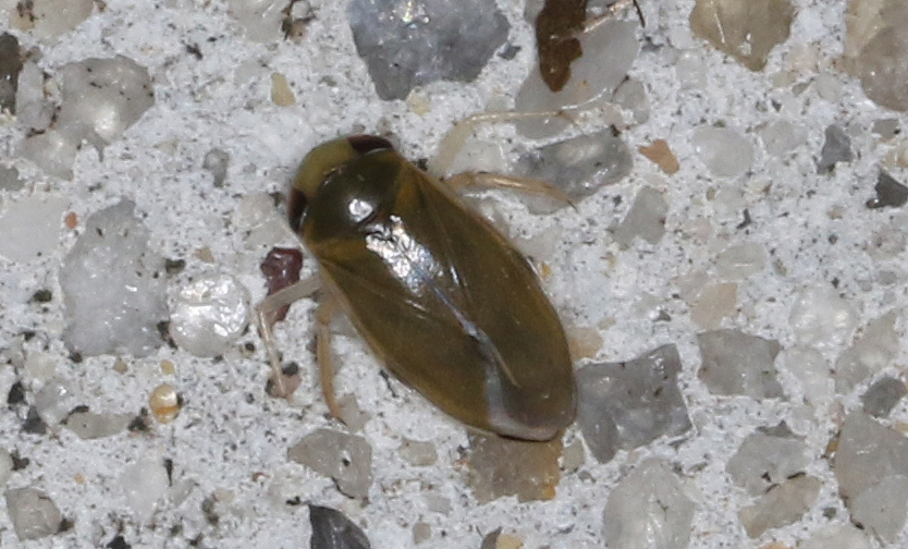 Micronecta Raccolte Micronecta from 674 Jumbuk Rd, Jeeralang Junction VIC 3840, Australia ...