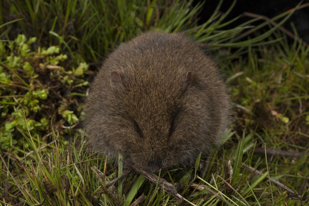 Broad-Toothed Mastacomys