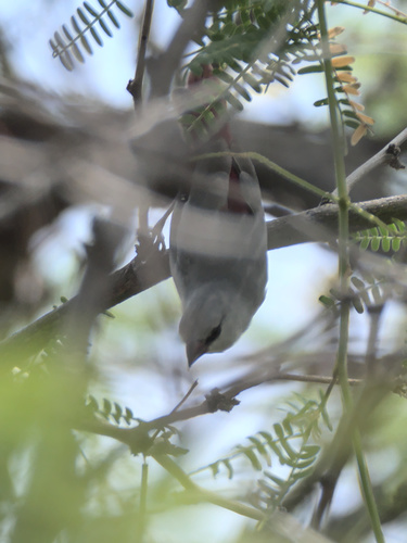 Lavender Waxbill (Glaucestrilda caerulescens), photo 10