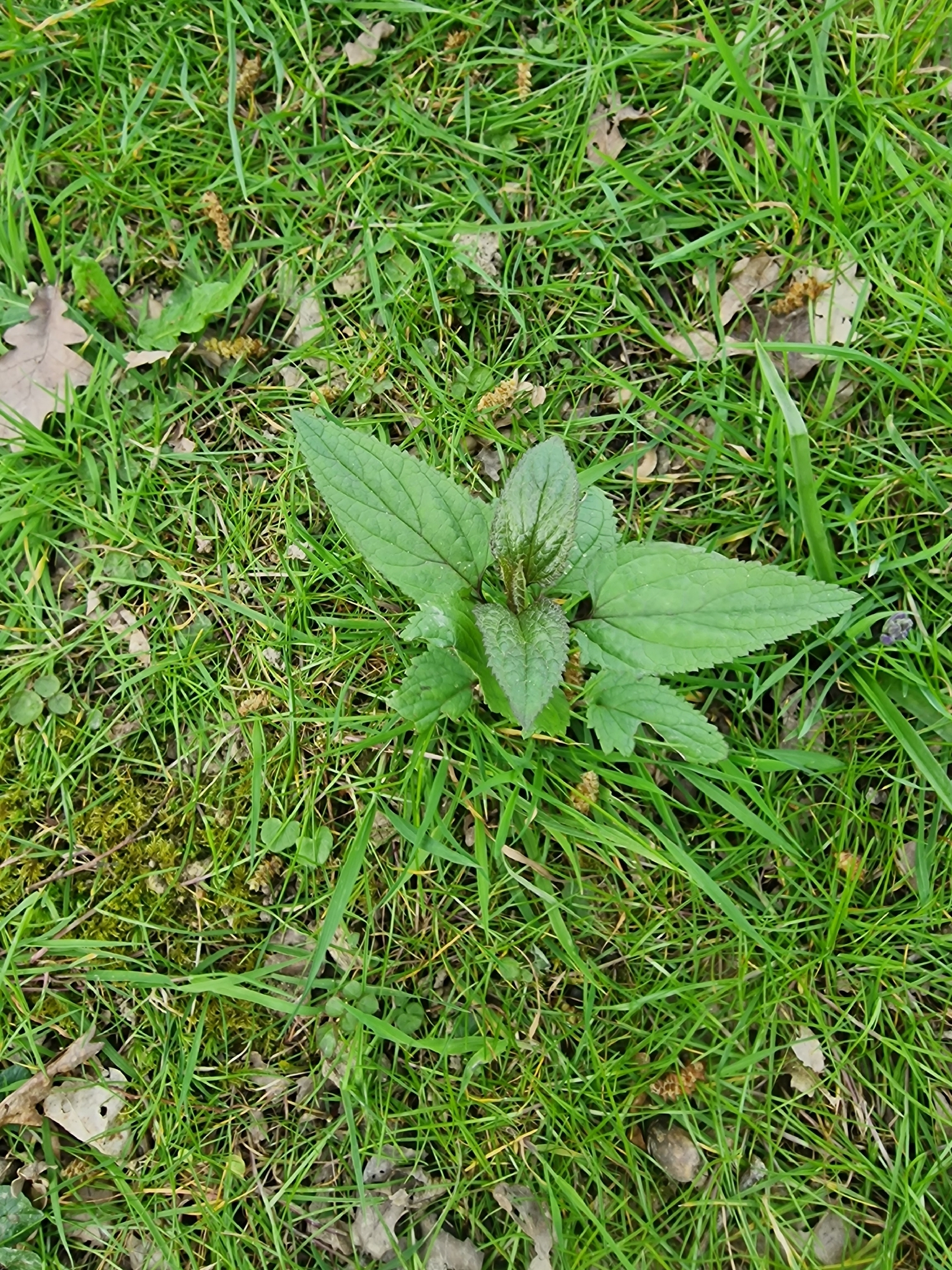 Woodland Figwort (Scrophularia nodosa)