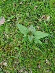 Braunwurz (Scrophularia nodosa)